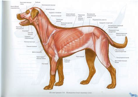 Muscles In Dogs