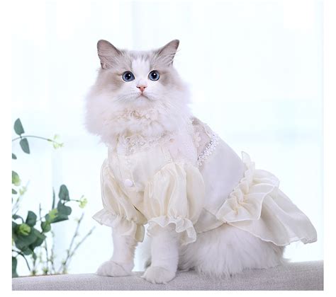 猫咪衣服秋休闲新款牛奶丝卫衣宠物英短蓝猫小猫可爱休闲保暖棉衣-阿里巴巴