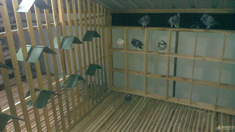最标准的鸽舍晒棚图片,6米x4米鸽棚图片欣赏,自制小型简易鸽棚图片_大山谷图库