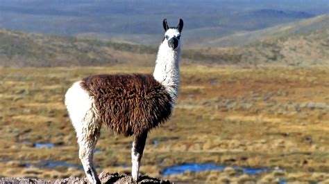 Camelids of South America - Borispatagonia