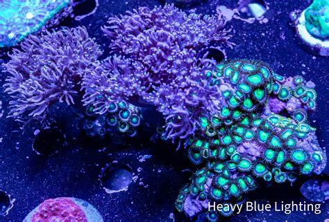 "Buy High-Quality Pulsing Xenia Coral for Your Aquarium | Order Now" – Zeo Box Reef Aquaculture