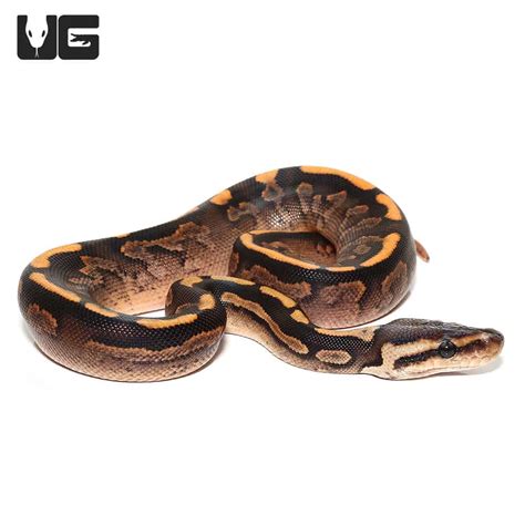 Image result for Calico Ball Python