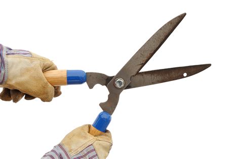 Pruning Ornamental Grass – Planting to Grow