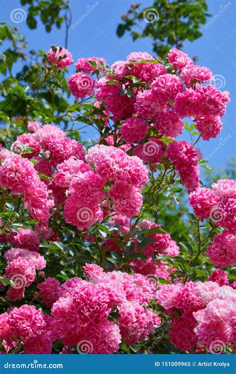 Pink Climbing Roses Rosa in Bloom Outdoors. Stock Image - Image of ...