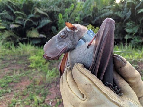 Meet the hammer-headed bat: the flying mammal with the head of a puppy