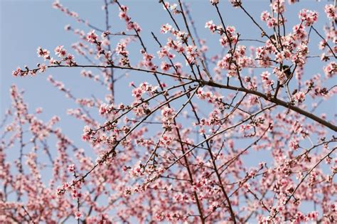 Cherry tree photography Images - Free Download on Freepik