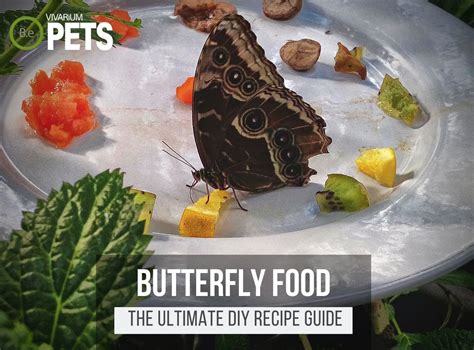 Butterfly Food at Maddison Grosse blog