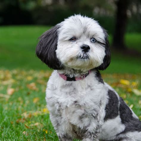 Shih Poo Lifespan: How Long Do These Dog Breeds Live?