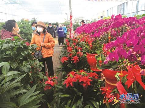 春节将至，烟台花卉市场迎销售旺季凤凰网山东_凤凰网