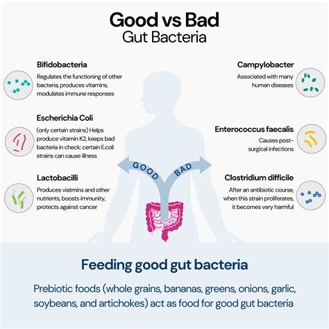 Good Bacteria Vs Bad Bacteria Studypages A Clinical Study Of