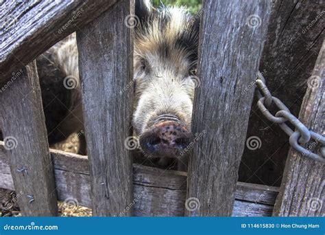 A Pig is Any of the Animals in the Genus Sus, within the Even-toed Ungulate Family Suidae. Pigs ...