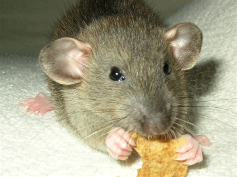 Basic Rat Genetics - A Beginners Tutorial: Rat Basic Color Genetics