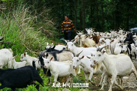 西藏山南：牧民赶羊转场度过最寒冷冬期_图片_中国西藏网