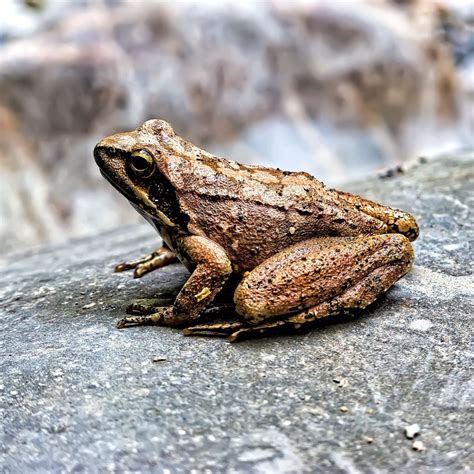 What Do Frogs Symbolize In The Bible? - Bible Wings