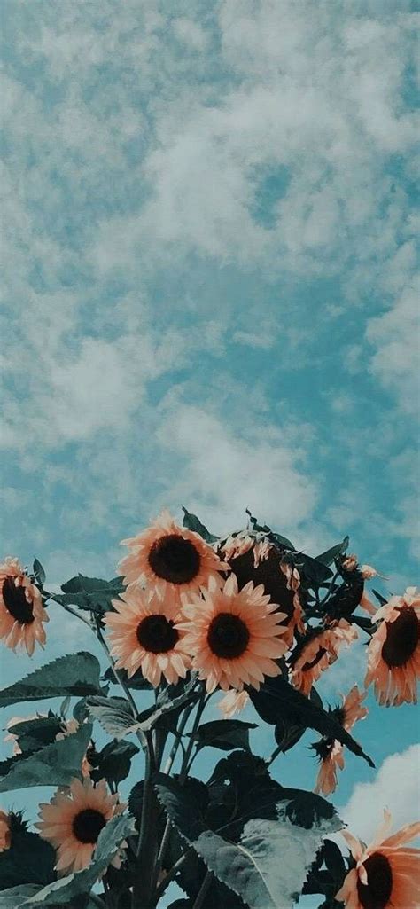 wallpaper iphone aesthetic