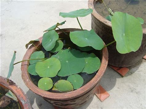 碗莲种子水培植物花种子室内水养盆栽水培碗莲荷花水培种子-阿里巴巴