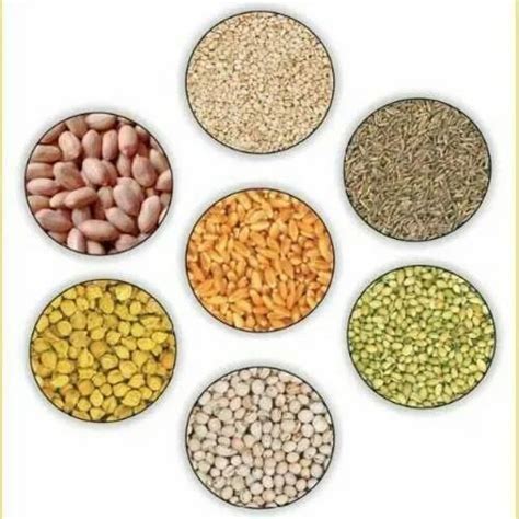 Agriculture Seeds 的图像结果