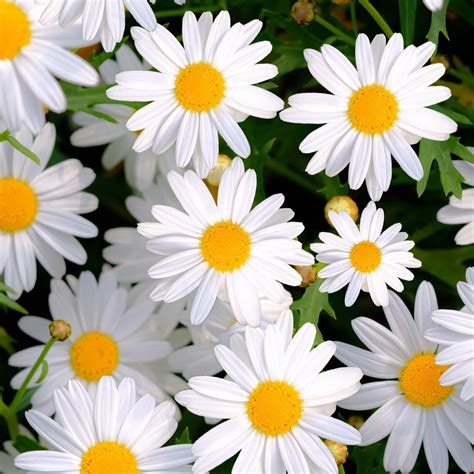 Shasta Daisy - Flowers