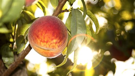 Alpine, UT — Cherry Hill Farms