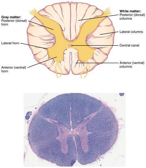 This figure shows the cross section of the spinal cord. The top panel ...