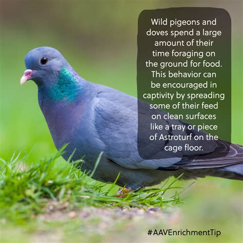 AAV Enrichment Tips - Association of Avian Veterinarians