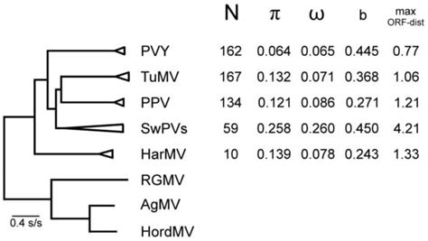 The Potyviruses: An Evolutionary Synthesis Is Emerging