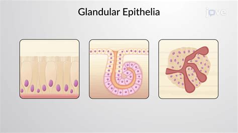 Which Type Of Epithelium Is Found In Glandular Tissue - Infoupdate.org