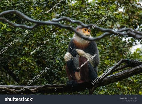 Best Endangered Species In Vietnam Royalty-Free Images, Stock Photos & Pictures | Shutterstock