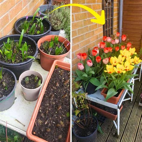 11 Easy Tips To Grow Spring Bulbs Like A Pro » Simplify Plants