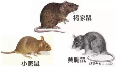 鼠类品种大全,中老鼠品种大片,老鼠种类图片及名称(第3页)_大山谷图库