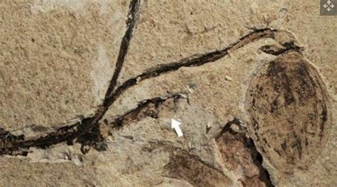 1.64亿年前的植物化石是花蕾最古老的例子-菜叶说说