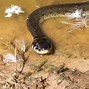 Image result for What Animals Do Snakes Eat