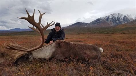 Caribou Photos | Alaska Brown Bear Hunts - Litzen Guide Service