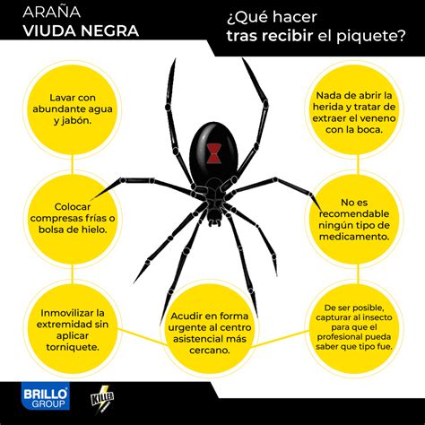 Etapas De La Picadura De La Araña Viuda Negra Revista De