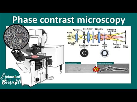 Image result for Phase Contrast Microscopy Applications