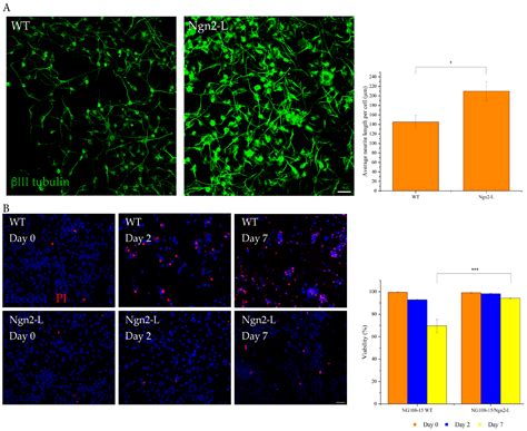 Ngn2-Induced Differentiation of the NG108-15 Cell Line Enhances Motor ...