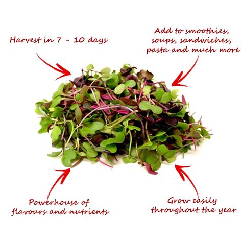 Eco Microgreens Kit Small – Compact green gift for homes – myBageecha