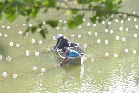 江苏泗洪：养殖珍珠河蚌 带动村民增收-人民图片网