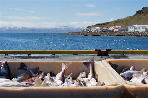 Northern cod fishery could provide 16x more jobs and 5x more economic ...