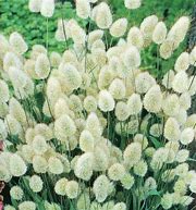 Image result for Bunny Tail Plant