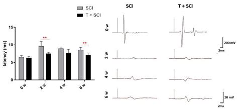 Impact of Endurance Training on Regeneration of Axons, Glial Cells, and ...