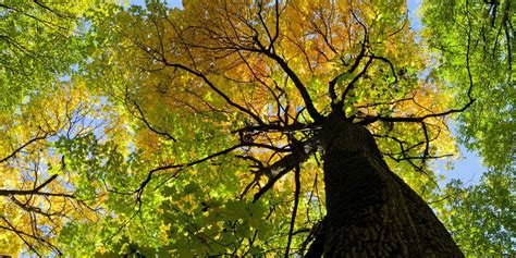 Image result for Timber Value