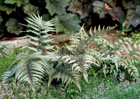 Japanese Painted Fern