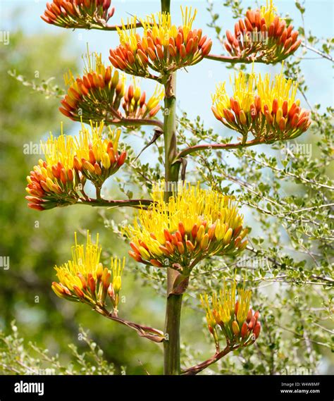 Blue Agave Plant Bloom