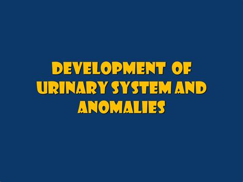 SOLUTION: Development of urinary system and anomalies anatomy mbbs notes - Studypool