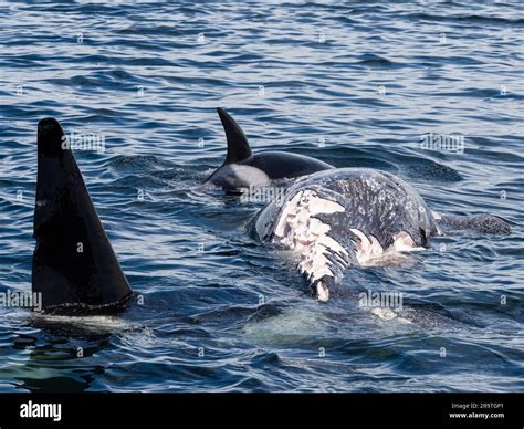 A pod of transient killer whales, Orcinus orca, feeding on a gray whale ...