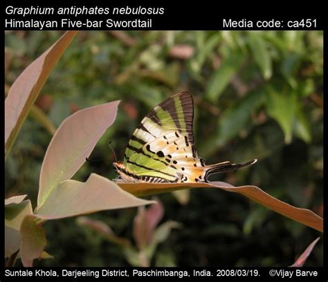 Graphium antiphates | Butterfly