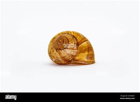 Image result for Snail Mount That Requires Empty Shell