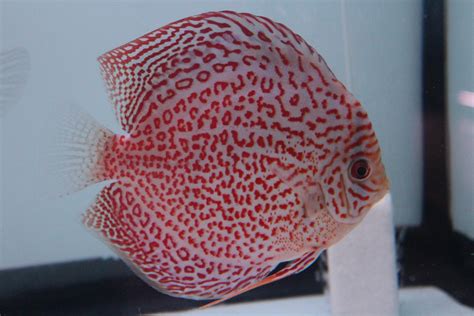 Image result for Red Leopard Discus
