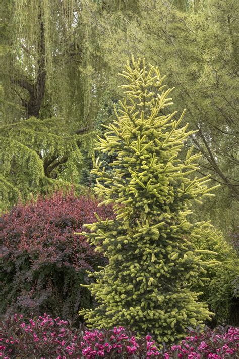 Sunburst™ Black Hills Spruce, Picea glauca var. densata 'MonChet' PPAF